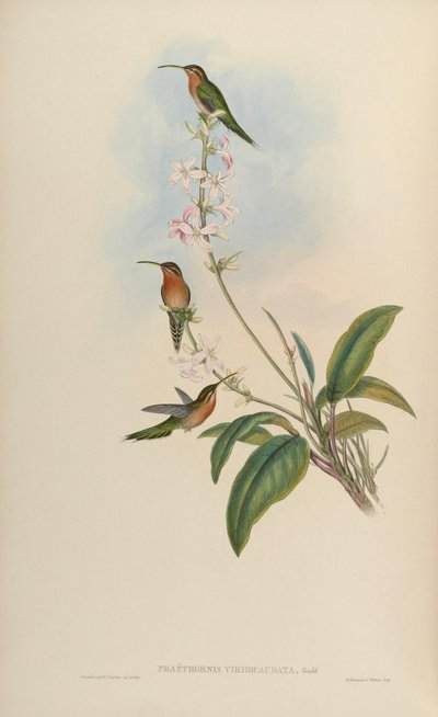 Phaethornis idaliae by John Gould